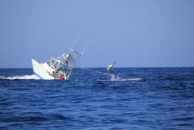 marlin-vs-boat1-jpg_221708.jpg