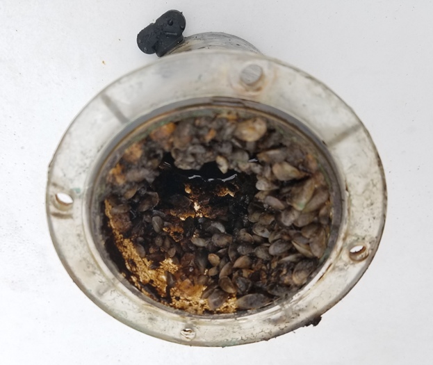 Strainer.jpg